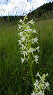 Image of lesser butterfly-orchid