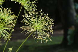 Image of miniature flatsedge