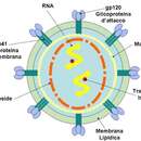 Image of Feline immunodeficiency virus