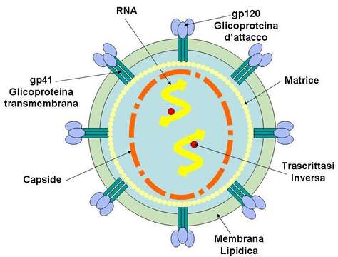 Image of Viruses