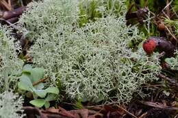 Image of Reindeer lichen