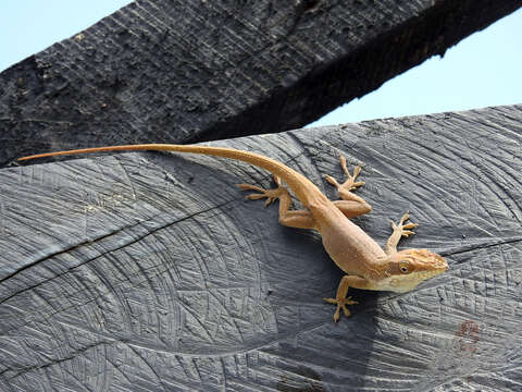 Image of Allison's Anole