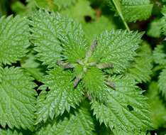 Image de Urtica membranacea Poir.