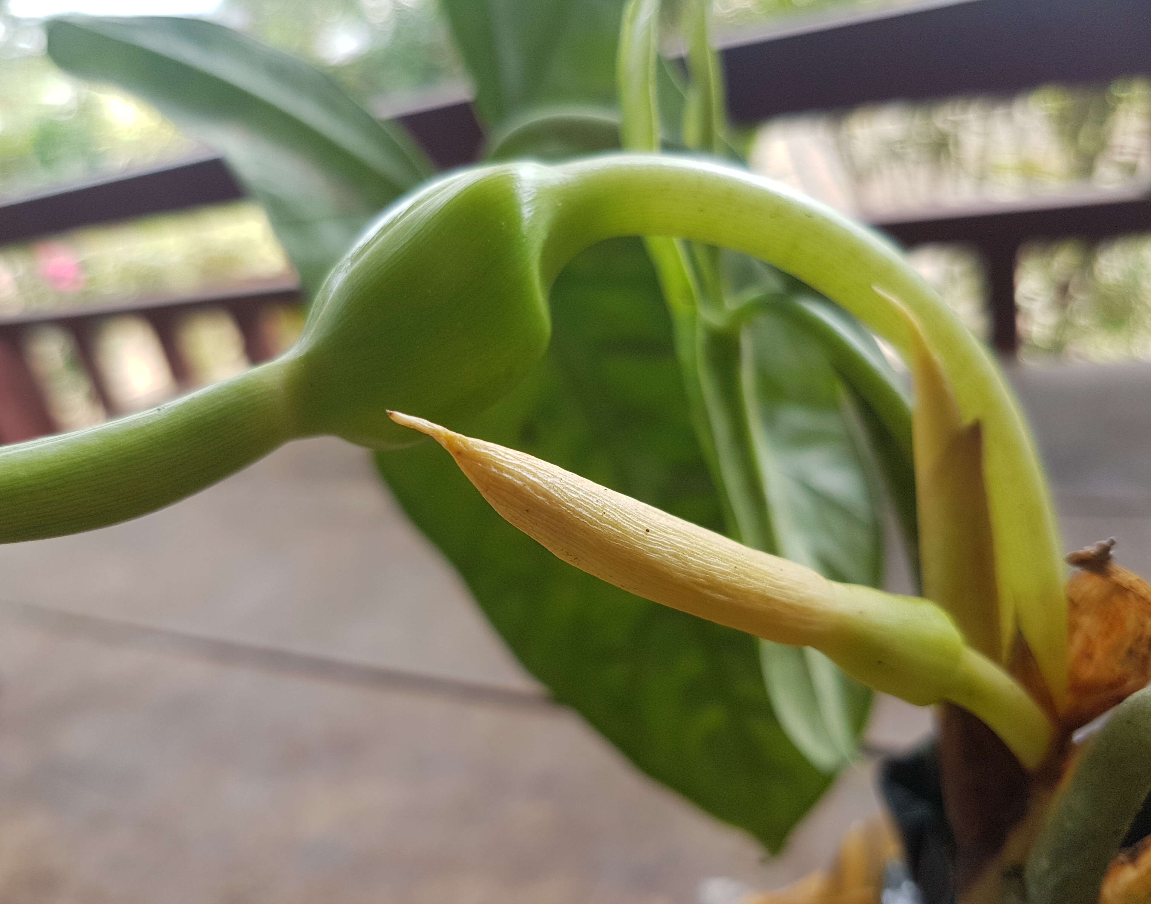 Image of Alocasia heterophylla (C. Presl) Merr.