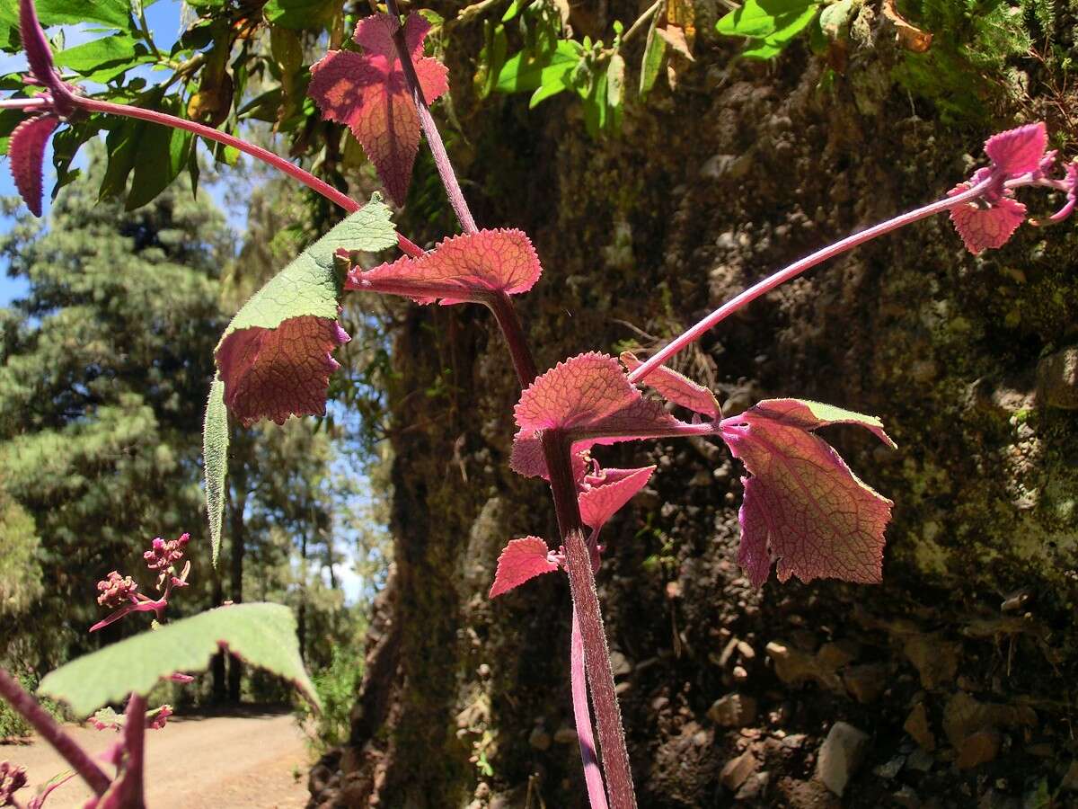 野瓜叶菊的圖片