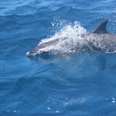Image de dauphin tacheté pantropical