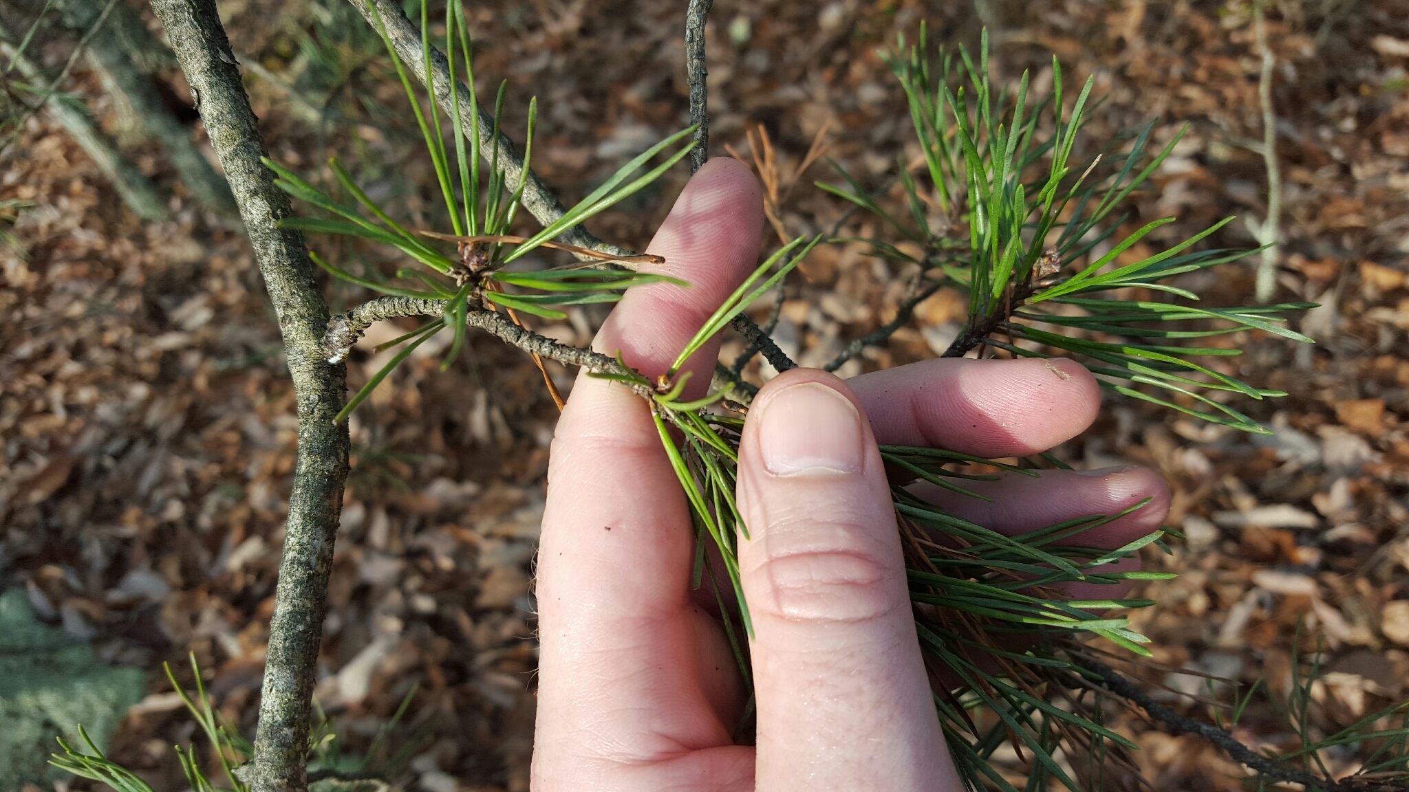 Image of <i>Pinus virginiana</i>