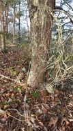 Image of <i>Pinus virginiana</i>