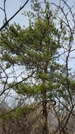 Image of <i>Pinus virginiana</i>