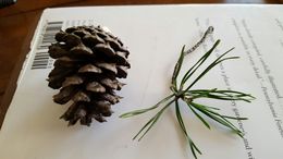 Image of <i>Pinus virginiana</i>