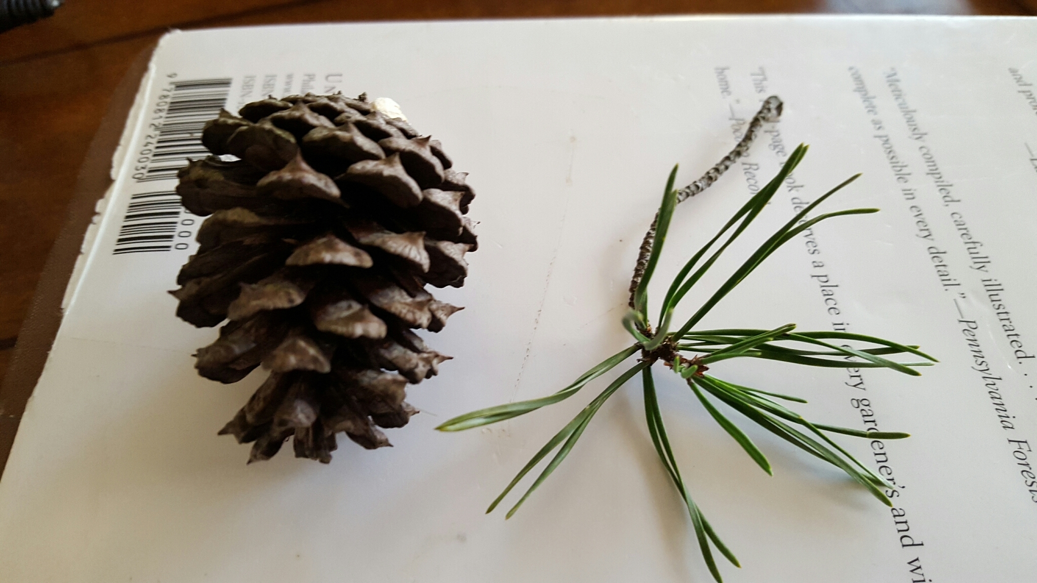Image of <i>Pinus virginiana</i>