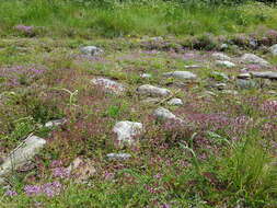 Слика од Thymus serpyllum L.