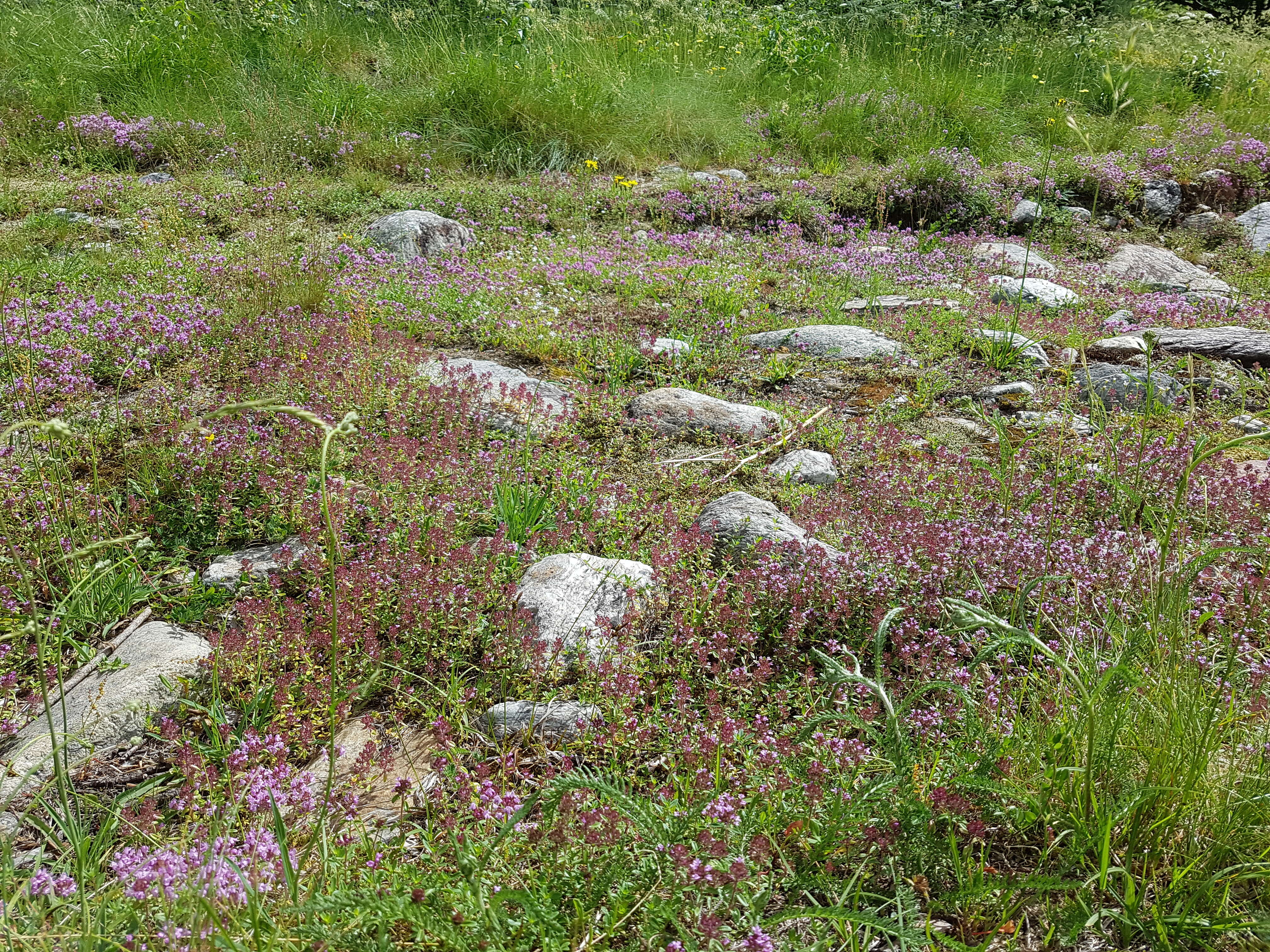 Слика од Thymus serpyllum L.