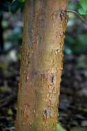 Image of Stewartia monadelpha Siebold & Zucc.