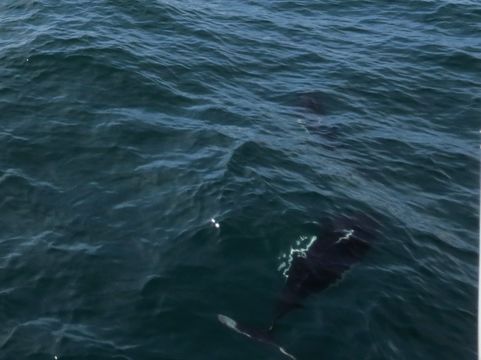 Image of Dall's Porpoise