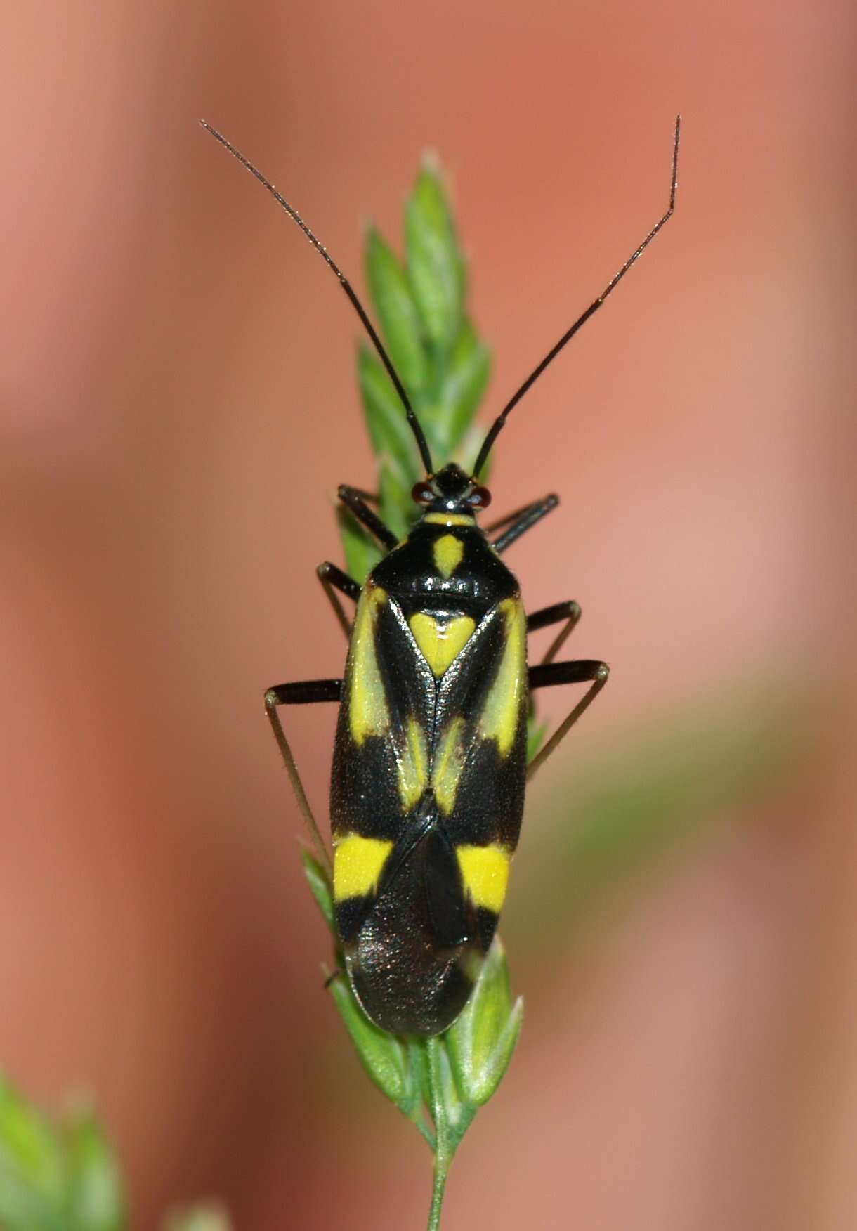 Image of Grypocoris sexguttatus (Fabricius 1777)