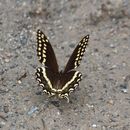 Image of <i>Papilio palamedes leontis</i>