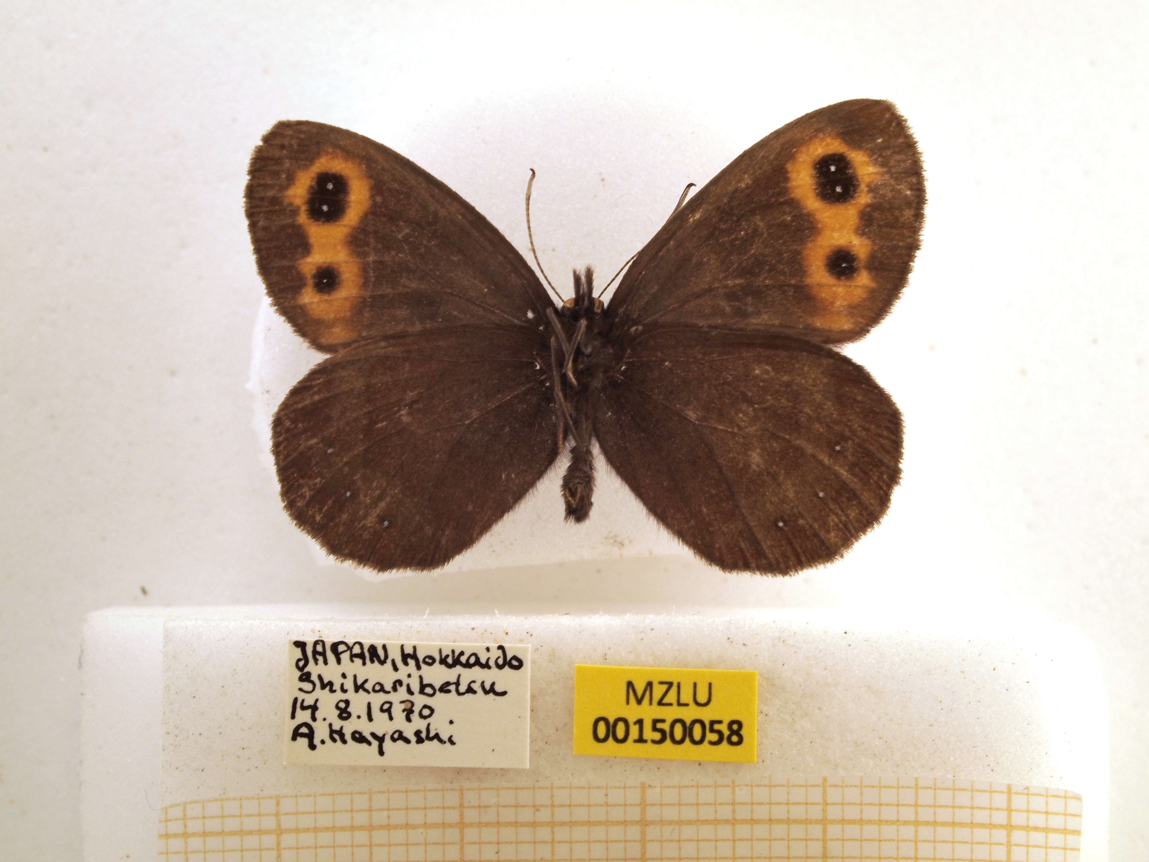 Image of Erebia niphonica Janson 1877