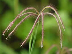 Image of swollen fingergrass