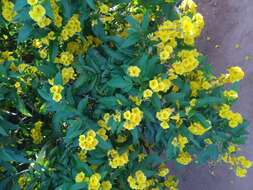 Image of Yellow bells