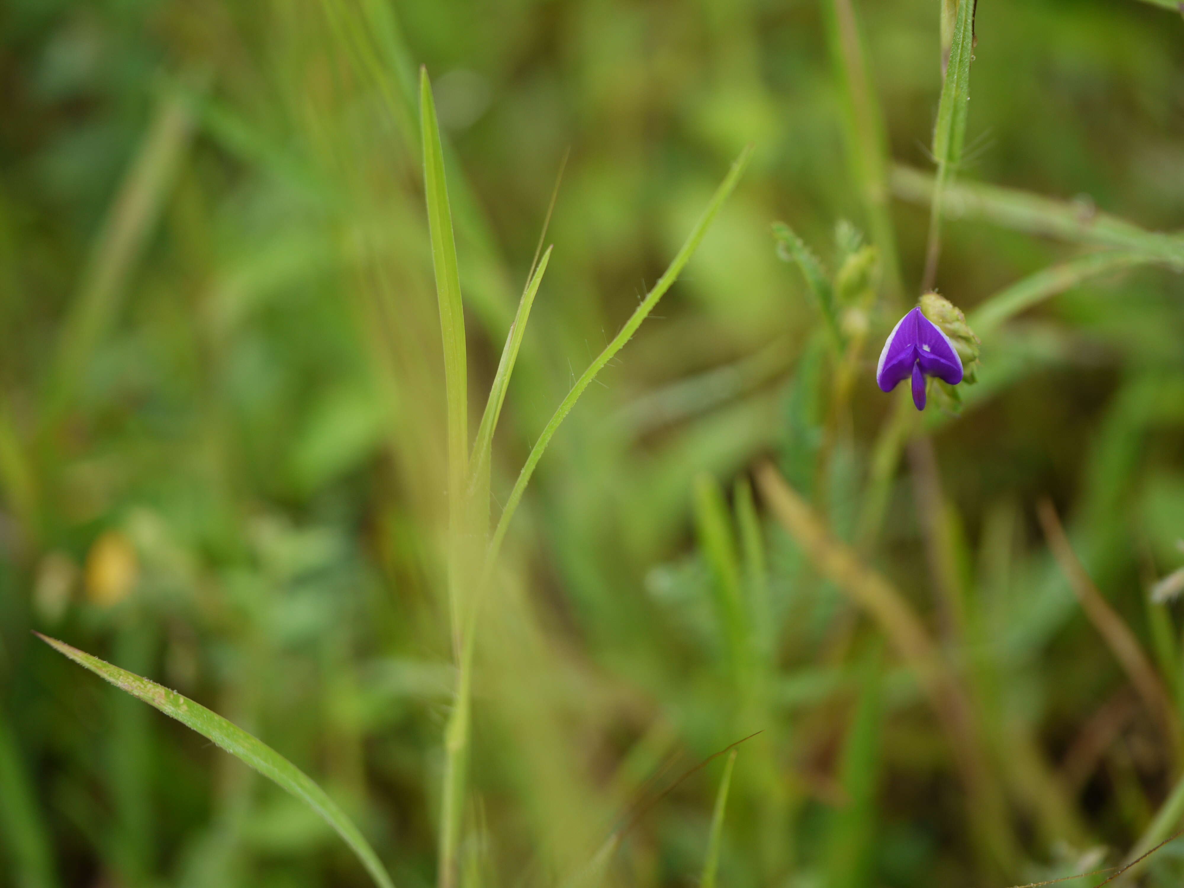 Слика од Smithia purpurea Hook.