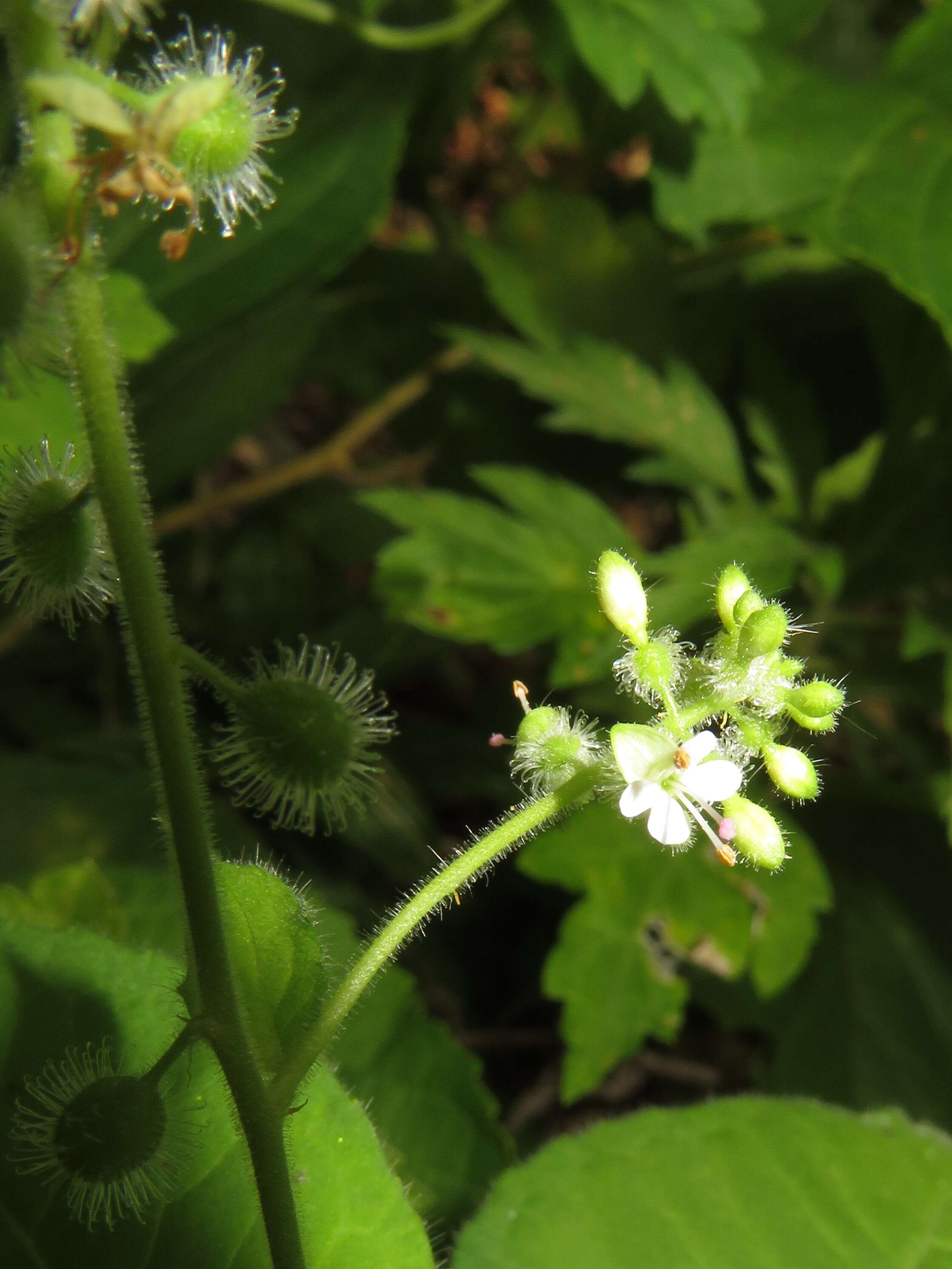 Image of Circaea cordata Royle