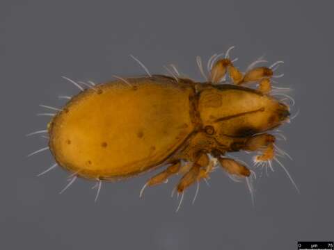 Image of oribatid mites