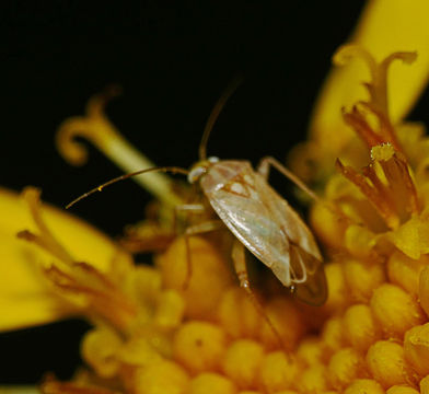 18.https www inaturalist org photos 2711147.580x360