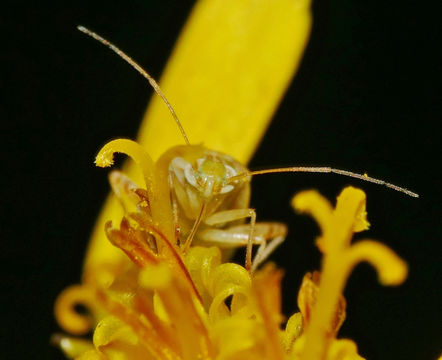 18.https www inaturalist org photos 2711173.580x360