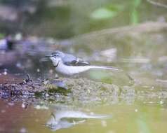 Image of Mountain Wagtail