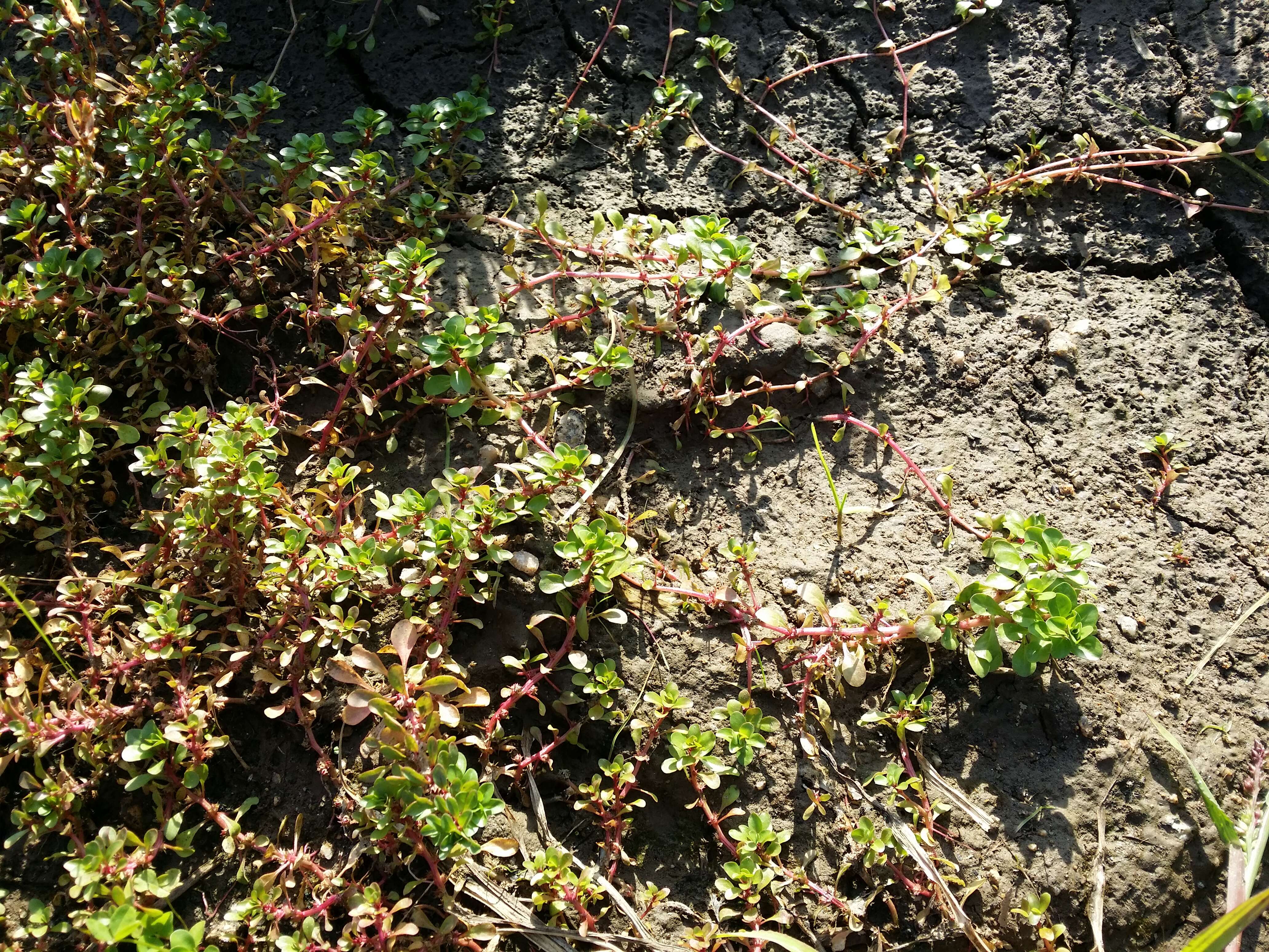 Image de Pourpier des Marais