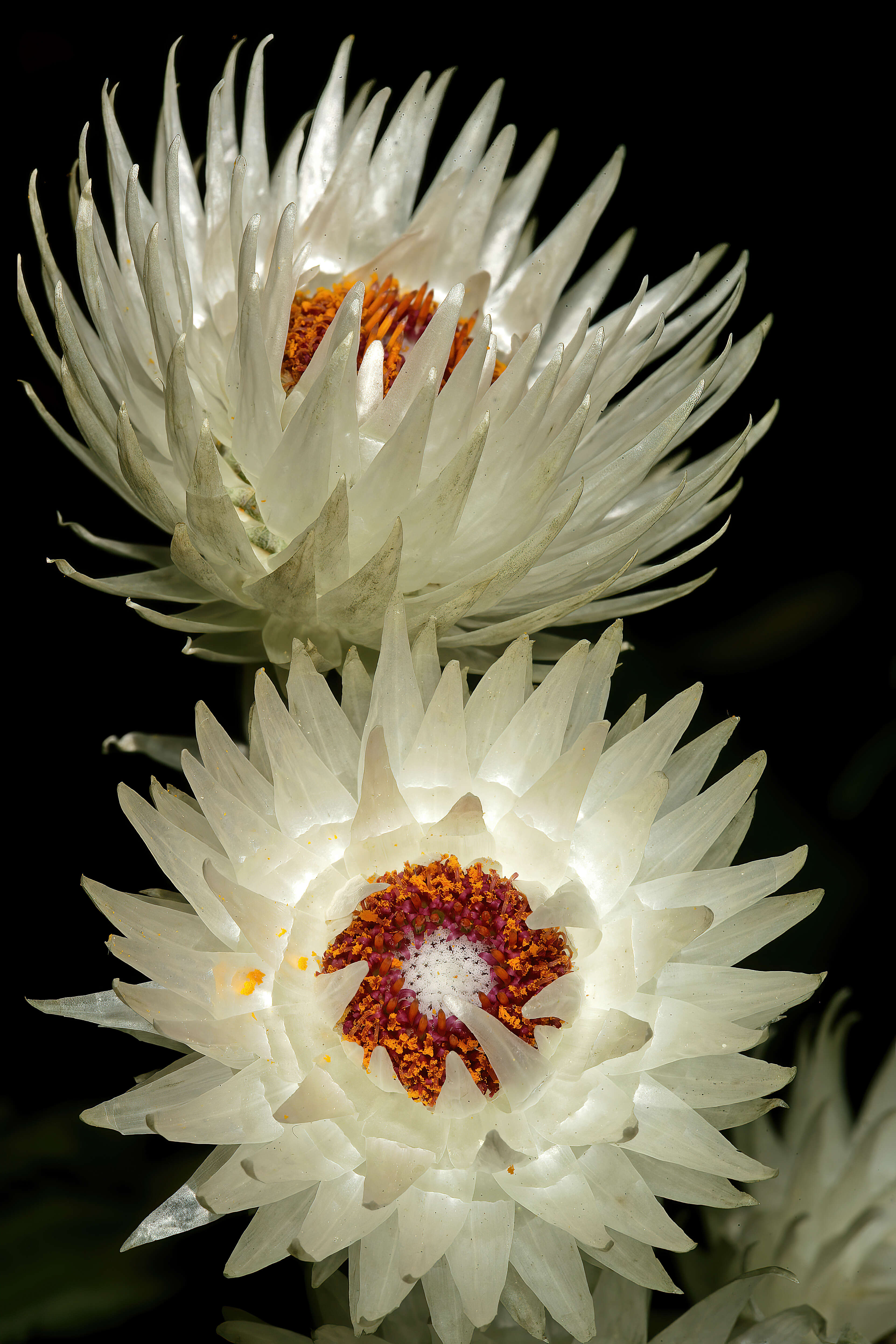 Image of Syncarpha vestita (L.) B. Nord.