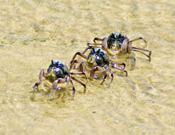 Image of Light-blue Soldier Crab