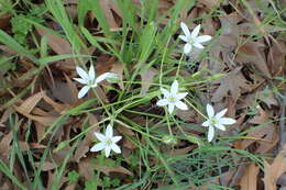 Image of Ornithogalum divergens Boreau