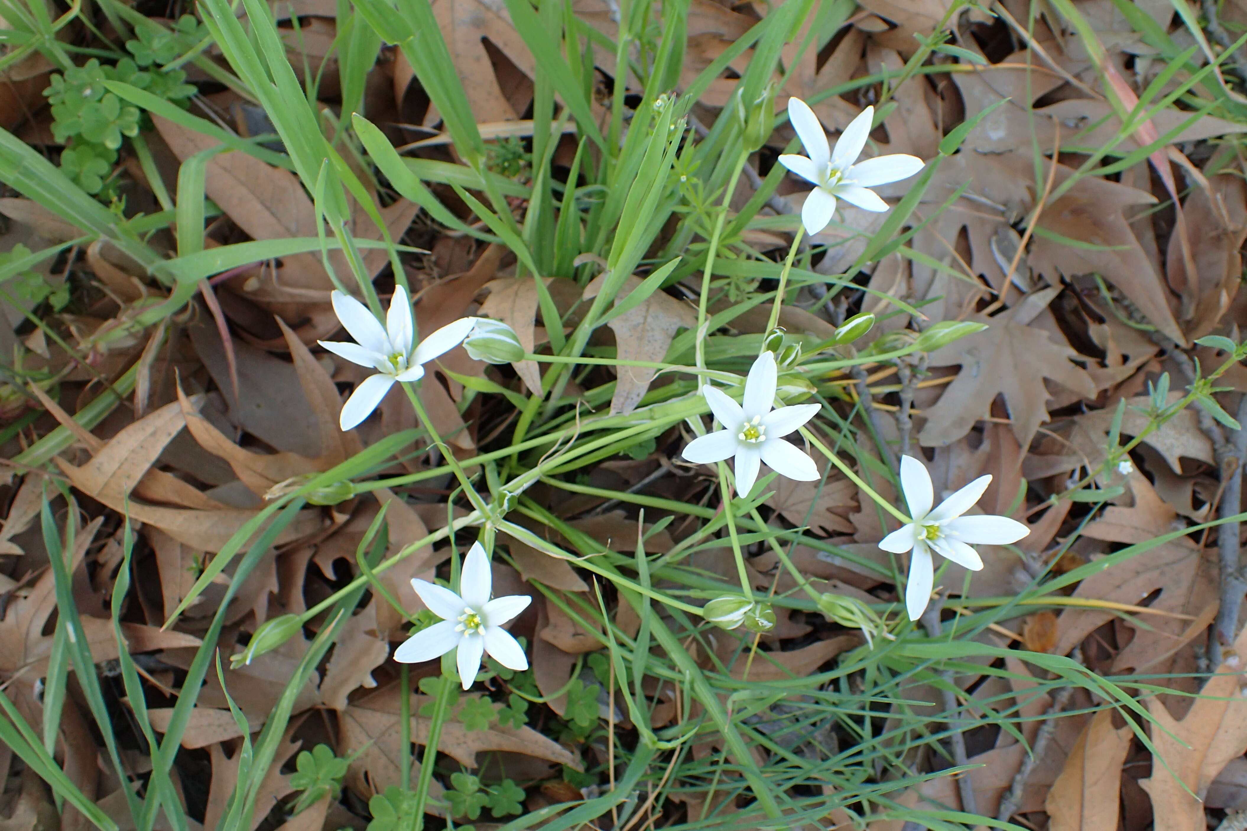 Imagem de Ornithogalum divergens Boreau