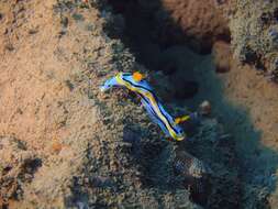 Sivun Chromodoris annae Bergh 1877 kuva