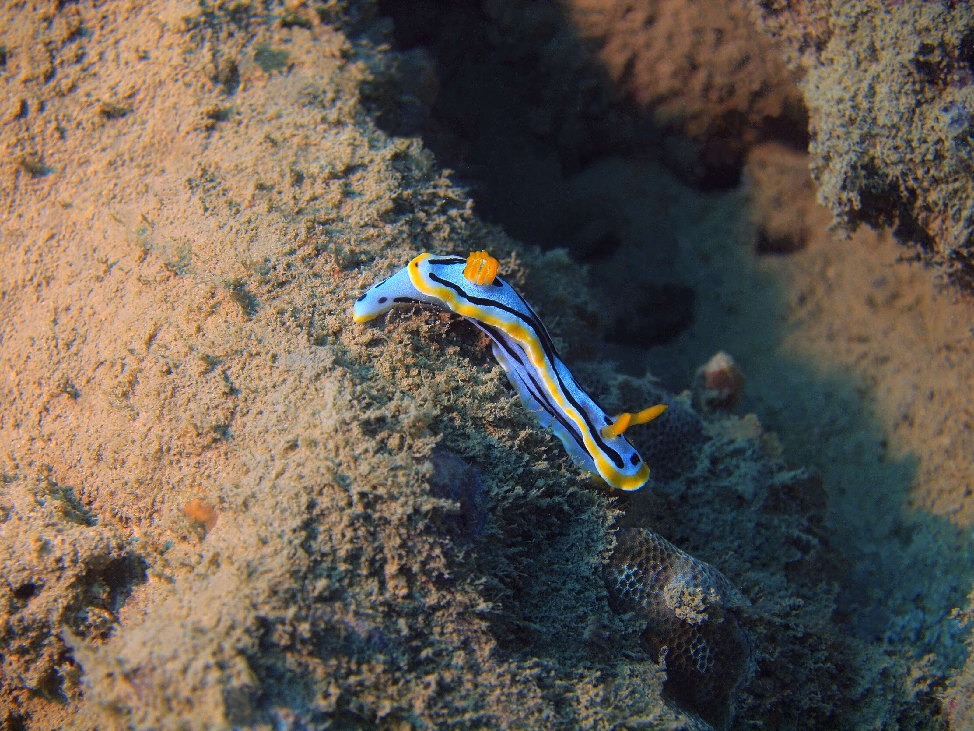 Image of Chromodoris annae Bergh 1877