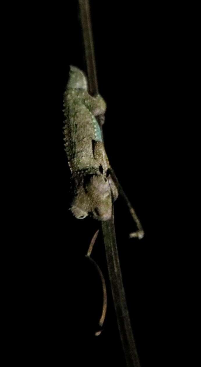 Image of Marshall's African Leaf Chameleon