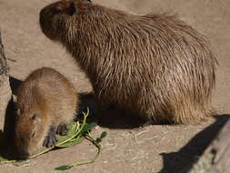 Image of Capybaras