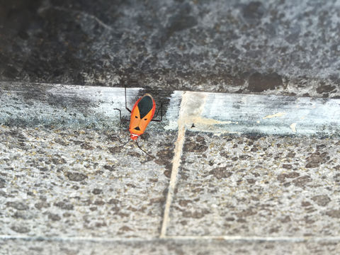 18.https www inaturalist org photos 2714390.580x360