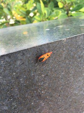 18.https www inaturalist org photos 2714392.580x360