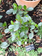 Image of Peperomia clusiifolia (Jacq.) Hook.