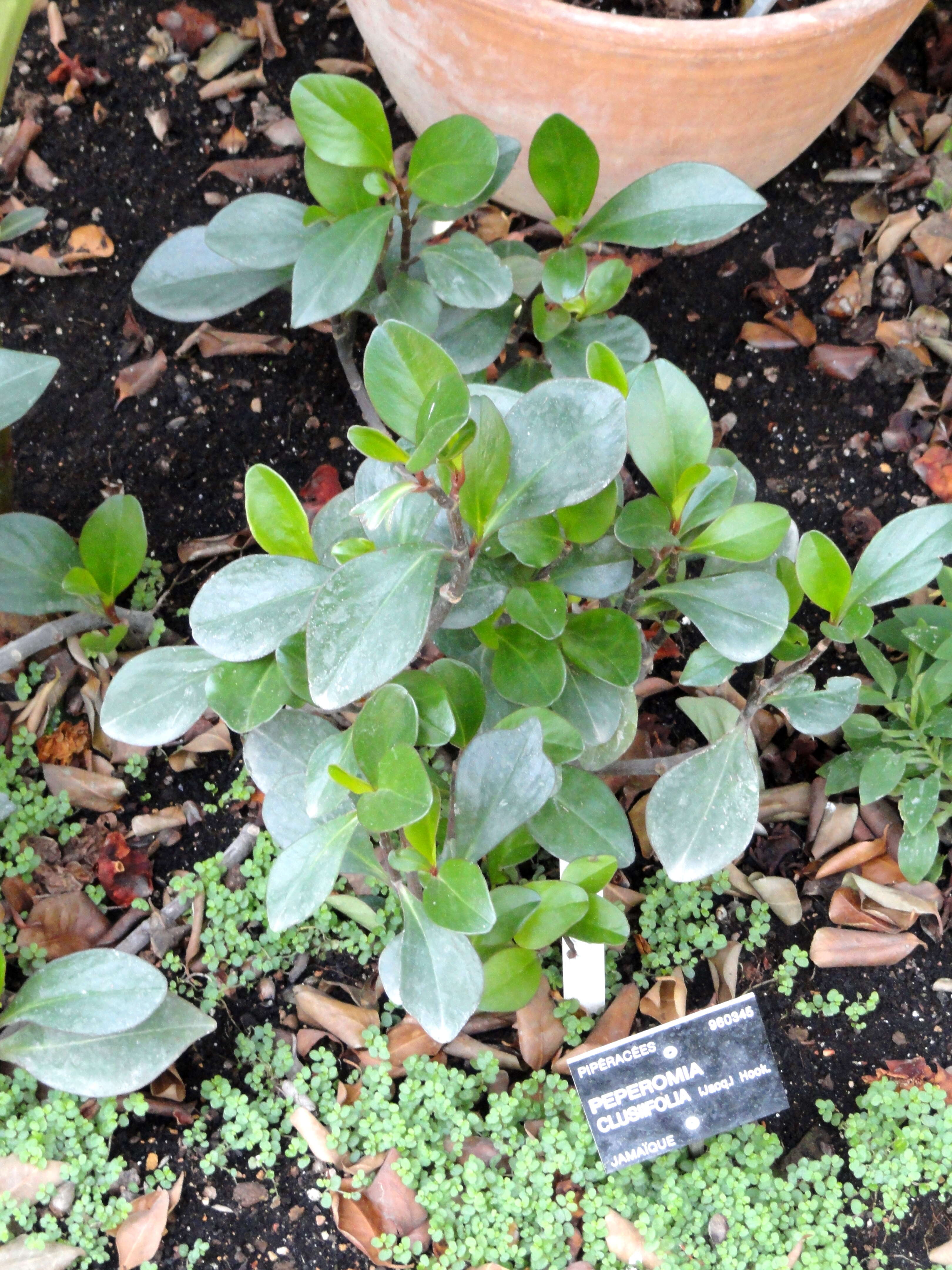 Image of Peperomia clusiifolia (Jacq.) Hook.