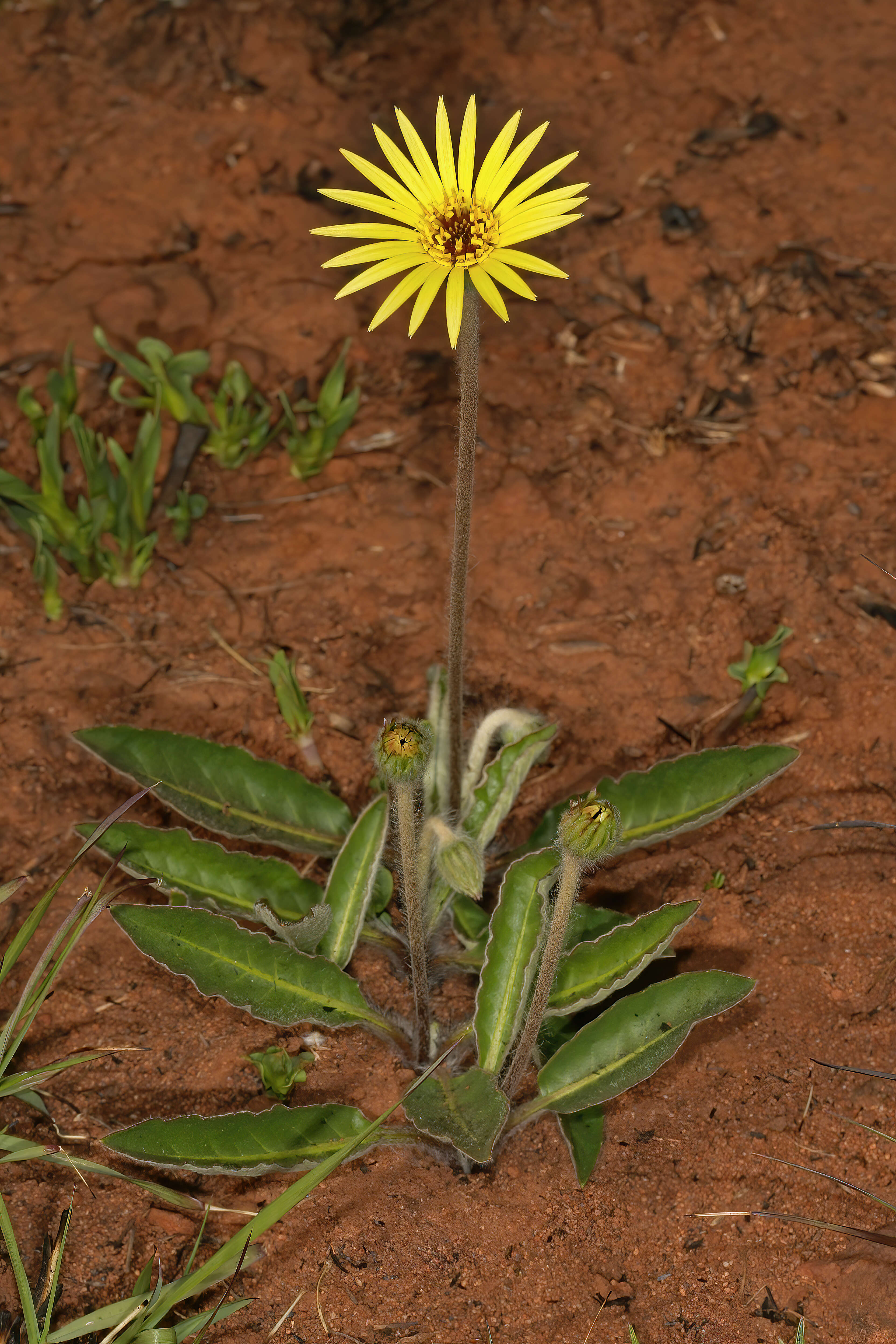 Image de Gerbera ambigua (Cass.) Sch. Bip.