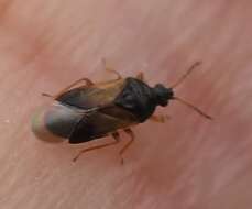 صورة <i>Orius laticollis</i>