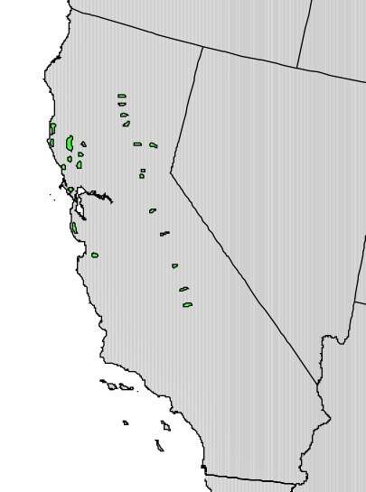 Image of California Nutmeg