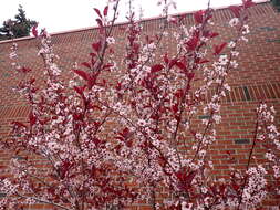 Image of <i>Prunus</i> × <i>cistena</i>