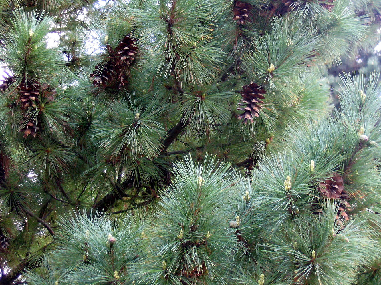 Imagem de Pinus peuce Griseb.