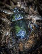 Image of Triceratops Beetle