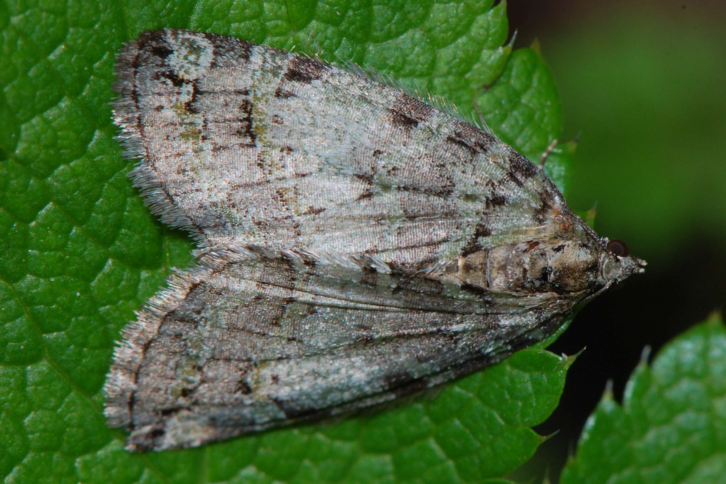 Image of Oak Winter Highflier